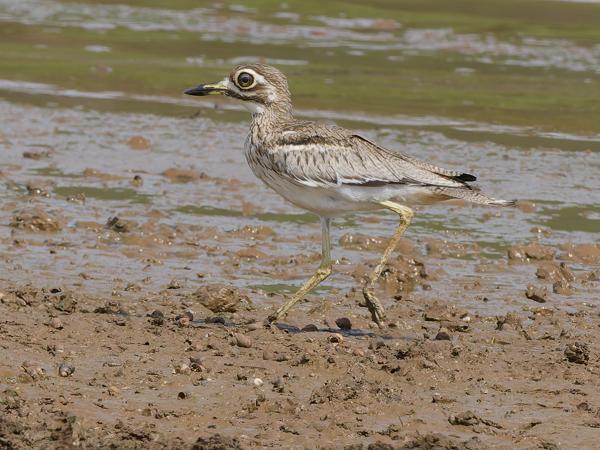 <h3><a href="/trips/tanzania/biota/animalia/chordata/aves/024 charadriiformes/002 burhinidae/burhinus vermiculatus/burhinus vermiculatus-nl.html">Burhinus&nbsp;vermiculatus</a> / Water&nbsp;thick‑knee / Watergriel</h3>OM-1 Mark II met OLYMPUS M.150-400mm F4.5, 1/2000 sec  bij F10.0, ISO 2000, afstand 29.6&nbsp;m